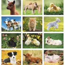 Baby Farm Animals Calendar - Stapled