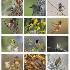 Birds of North America Calendar - Spiral