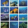 Ocean Glory Calendar - Spiral