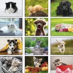 Paws - Puppies & Kittens Calendar - Stapled