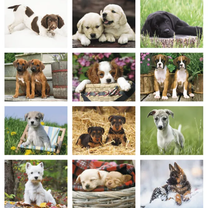 Puppies Calendar