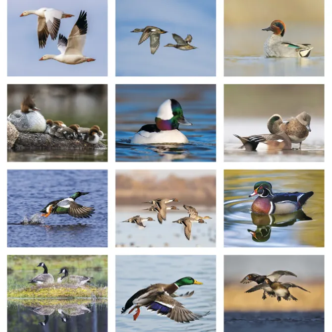 Waterfowl Calendar - Spiral