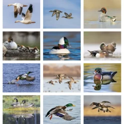 Waterfowl Calendar - Stapled