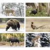 Wildlife Calendar with 2-Month View