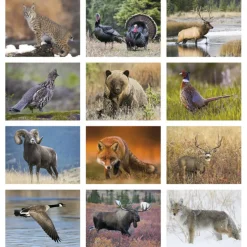 Wildlife Portraits Calendar - Stapled